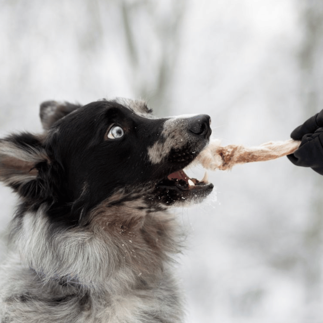 Rabbit Time - DV 7503 - 200g - Doggy Village rabbit