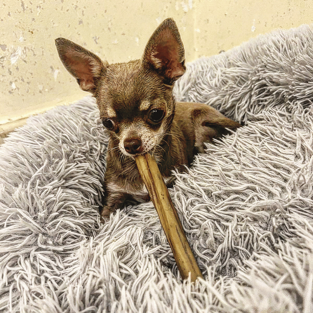 Rabbit Time - DV 7503 - 200g - Doggy Village rabbit