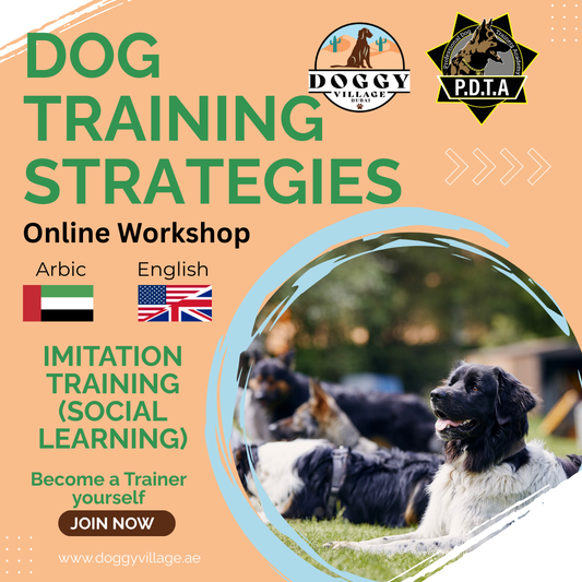 Imitation Training - Traing Strategies