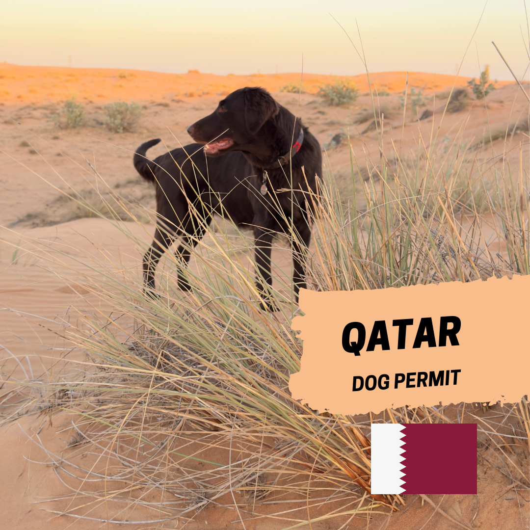 Qatar Import/Exort Permit
