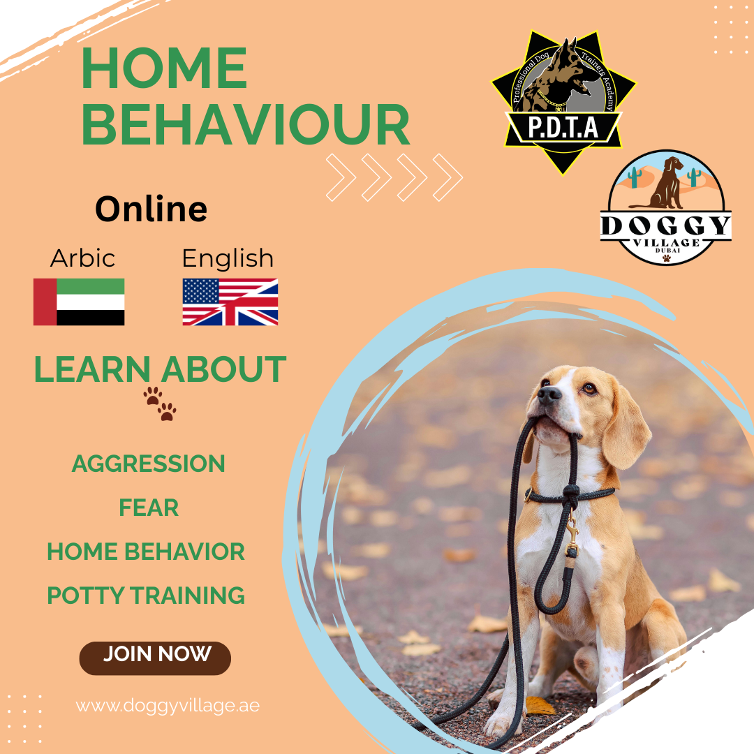 Dog Obedience Course